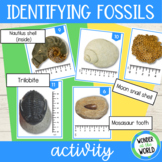 Fossil identification matching activity photo cards with labels