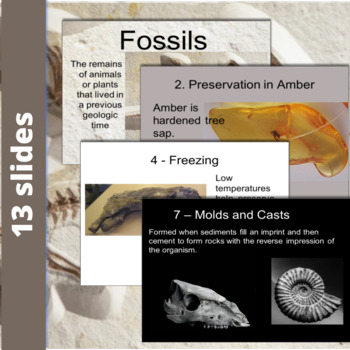 Fossilization Bundle - Slide Show and Hands on Activity by JayZee