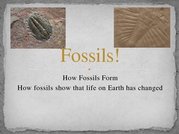 Preview of Fossils!