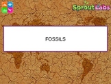 Fossils