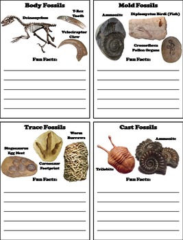 Types of Fossils Activity/ Interactive Notebook Foldable (Geology Unit)