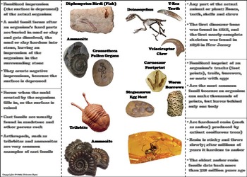 Types of Fossils Activity/ Interactive Notebook Foldable (Geology Unit)