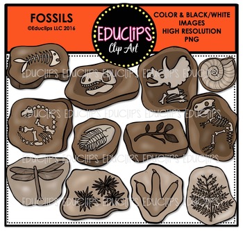 Preview of Fossils Clip Art Bundle  {Educlips Clipart}