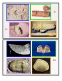 Fossils Identification 1 SURFFDOGGY