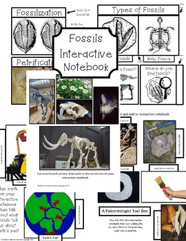 Preview of Fossils Interactive Notebook