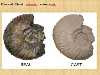 Fossils POWERPOINT WITH NOTES - 3rd Grade science by Cammie's Corner
