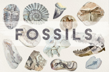 Preview of Fossils - Watercolor Clip Art Set