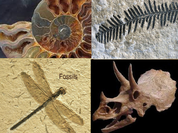 Preview of Fossils:  What are they and how are they formed?