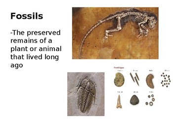 Preview of Fossils Word Wall/ Flash Cards