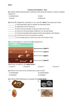 Fossils - Worksheet by Science Worksheets | Teachers Pay Teachers