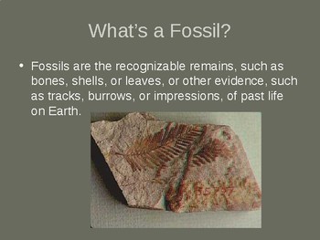 sedimentary rock with fossils