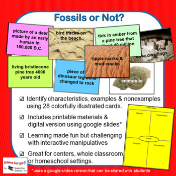 Preview of Fossils or Not?