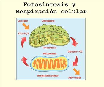 Libreta Digital: Fotosíntesis y Respiración Celular