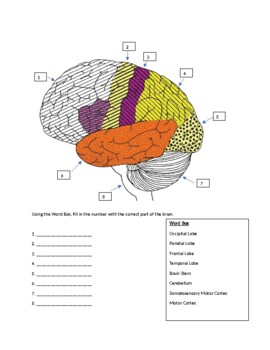 Preview of Four Lobes of the Brain Worksheet