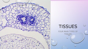 Preview of Four Tissue Types PowerPoint (anatomy and physiology)