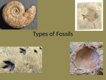 Four Types of Fossils Powerpoint by The Little Scientists | TpT