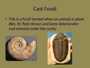 Four Types of Fossils Powerpoint by The Little Scientists | TpT