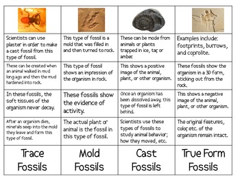 Four Types of Fossils Sort Packet by Smart Chick | TPT