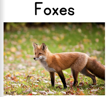 Preview of Foxes Nonfiction Decodable Reader: Multisyllabic Closed and Open Syllables