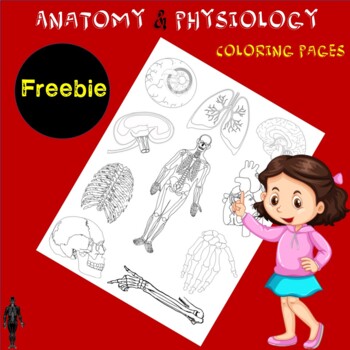 Preview of Free. Anatomy & Physiology Coloring Pages