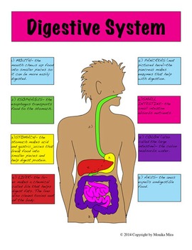 Free Anatomy Reference Posters by Marine Science and More | TpT