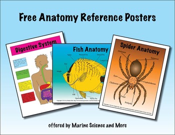 Preview of Free Anatomy Reference Posters