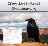 Free Bird Documentary (Crows)