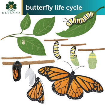 Preview of Free Butterfly Life Cycle Clip Art