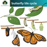 Free Butterfly Life Cycle Clip Art