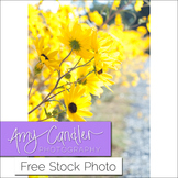 Free 'Daisy' Flower Stock Photo