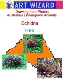 Free! Drawing The Echidna from Photos, Australian Endangered Animals