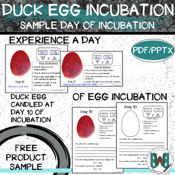 Free Egg Incubation Sample Day Of Duck Egg Incubation Interactive   Original 9068888 1 