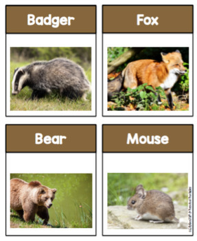 Free Forest Animals Real Photos by Preschool Printable | TPT