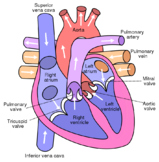 Free Heart Diagrams