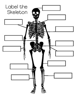 Preview of Free Label the Skeleton Worksheet & Answer Key