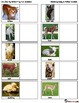 mother baby animals picture card matching