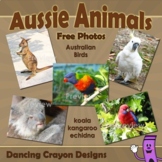 Photos of Australian Animals and Birds | Wildlife of Australia