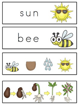 Free Plant Life Cycle Vocabulary Cards by Preschool Printable | TpT