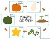Free Pumpkin Life Cycle