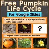 Free Pumpkin Life Cycle Interactive Google Slides for Goog