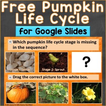 Preview of Free Pumpkin Life Cycle Interactive Google Slides for Google Classroom