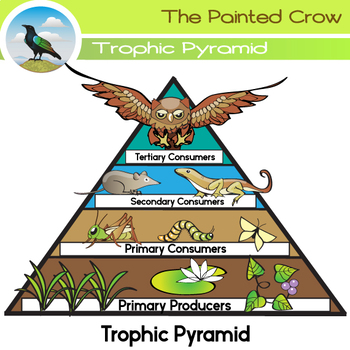 Preview of Free Science Clip Art - Trophic Pyramid - Food Chain - Color & Blackline