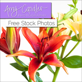 Free Yellow & Red 'Lily' Flower Stock Photos