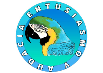 Preview of Free sticker for the Spanish class parrot papagayo sticker png