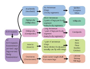 Preview of Freebie! Arthropods Classification Chart- 2nd, 3rd, 4th Grade