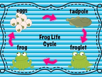 Preview of *Freebie Frog Life Cycle Poster