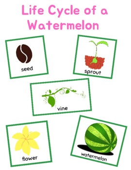 Preview of Freebie Life Cycle Of A Watermelon