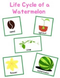 Freebie Life Cycle Of A Watermelon