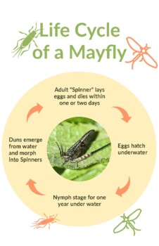 Freebie Life Cycle of a MayFly Poster by Miss Holladay's Special Education