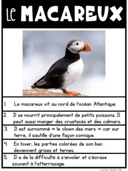 Recherche Animaux de la banquise (l\'Arctique)